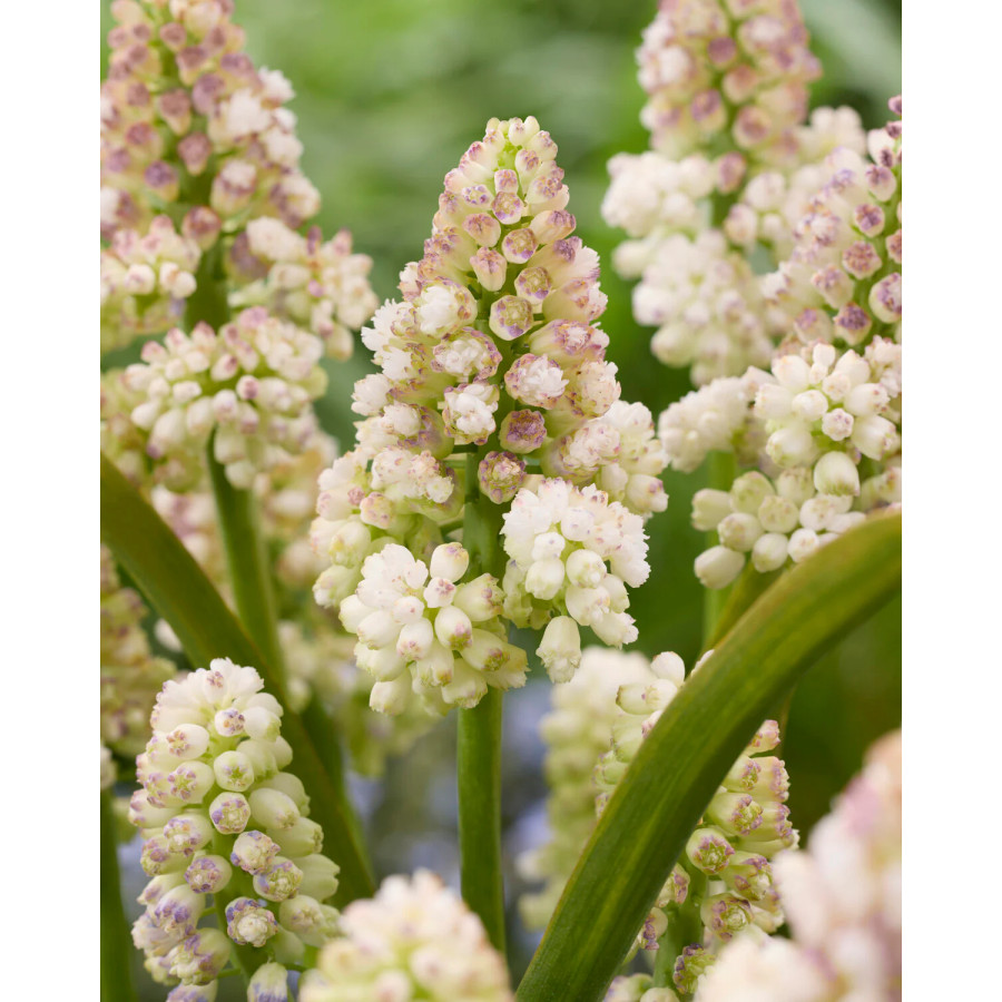 Muskares LADY MADONNA, Muscari LADY MADONNA, Muskaru sīpoli