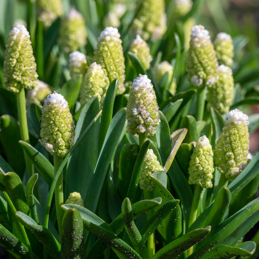Muskares LADY MADONNA, Muscari LADY MADONNA, Muskaru sīpoli