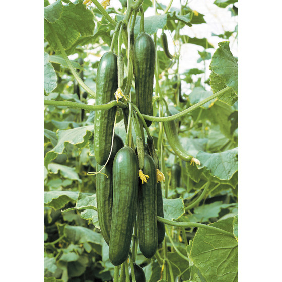 Gurķi Katrina, Gurķu sēklas Katrina, Gurķi Katrin