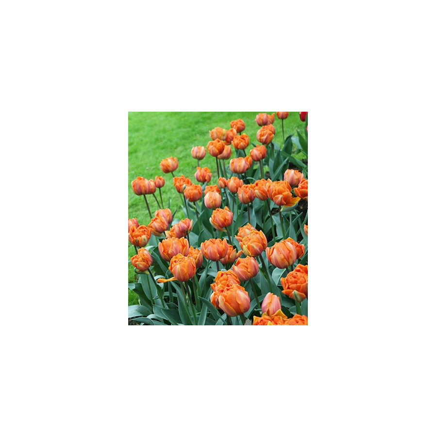 Tulpes Orca, Tulpju sīpoli Orca