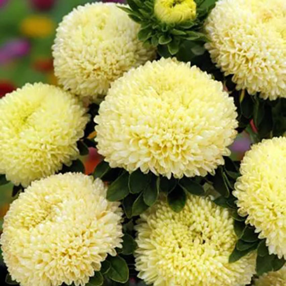 Asteres Balloon Yellow ~50 sēkl.