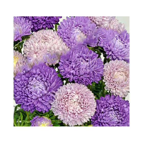 Asteres Beautiful Day Twilight Shades