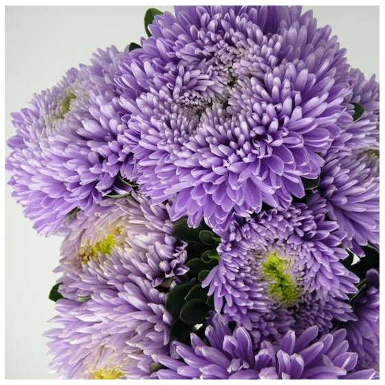 Asteres Chrisantella Moonstone, Asteru sēklas Chrisantella Moonstone