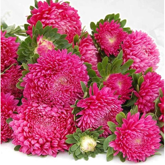 Asteres Chrisantella Runaway Bride, Asteru sēklas Chrisantella Runaway Bride