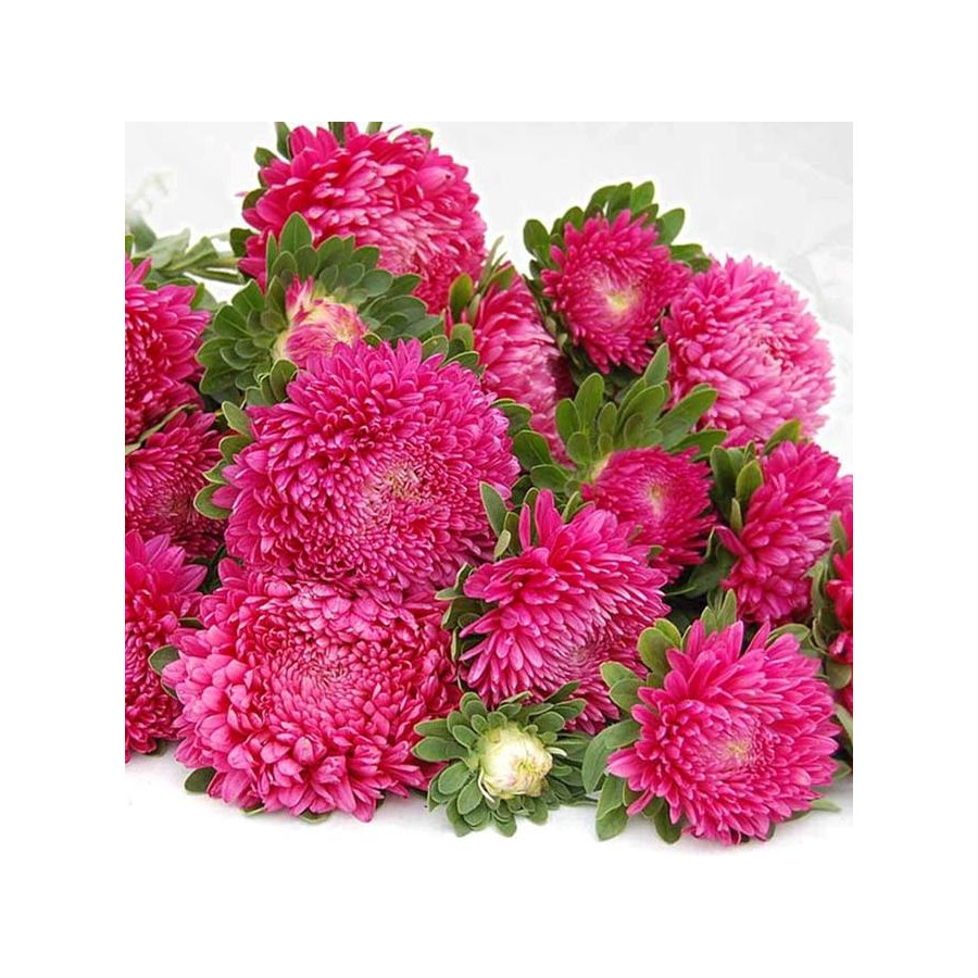 Asteres Chrisantella Runaway Bride, Asteru sēklas Chrisantella Runaway Bride