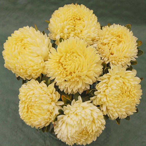 Asteres Lady Coral Golden, Asteru sēklas Lady Coral Golden