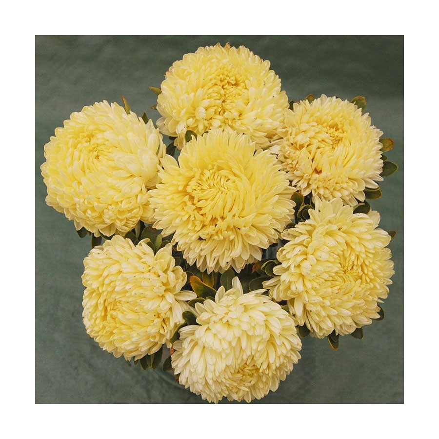 Asteres Lady Coral Golden, Asteru sēklas Lady Coral Golden