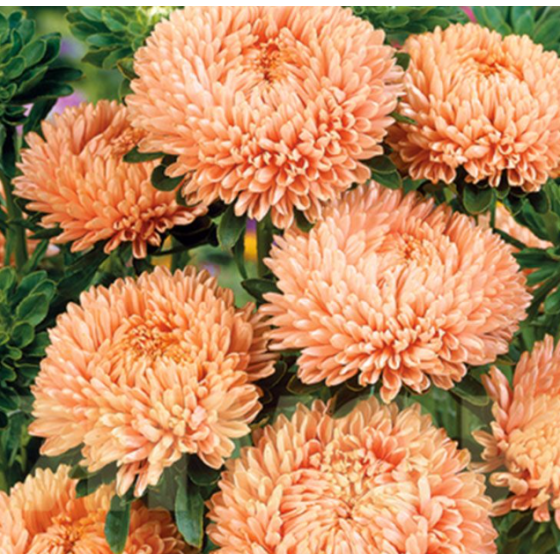 Asteres Lady Coral Orange Apricot, Asteru sēklas Lady Coral Orange Apricot, Callistephus Lady Coral