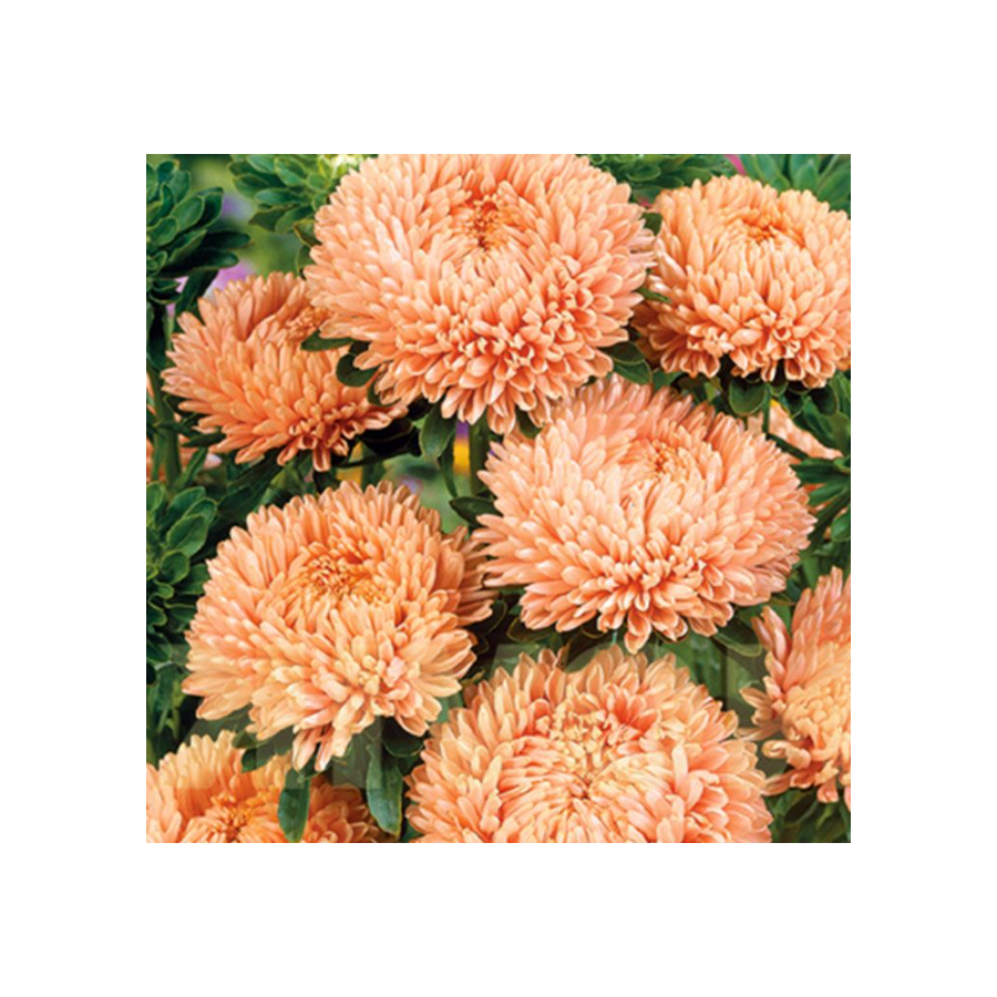 Asteres Lady Coral Orange Apricot, Asteru sēklas Lady Coral Orange Apricot, Callistephus Lady Coral