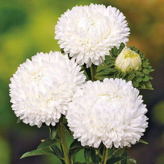 Asteres Lady Coral White, Asteru sēklas Lady Coral White, Callistephus Lady Coral