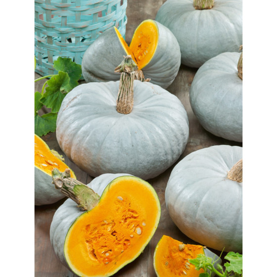 Ķirbji Crown prince F1, Ķirbju sēklas Crown Prince F1