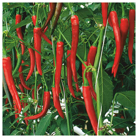 Pipari Fireflame, Piparu sēklas Fireflame, Aso piparu sēklas, Piparu sēklas, Fireflame F1