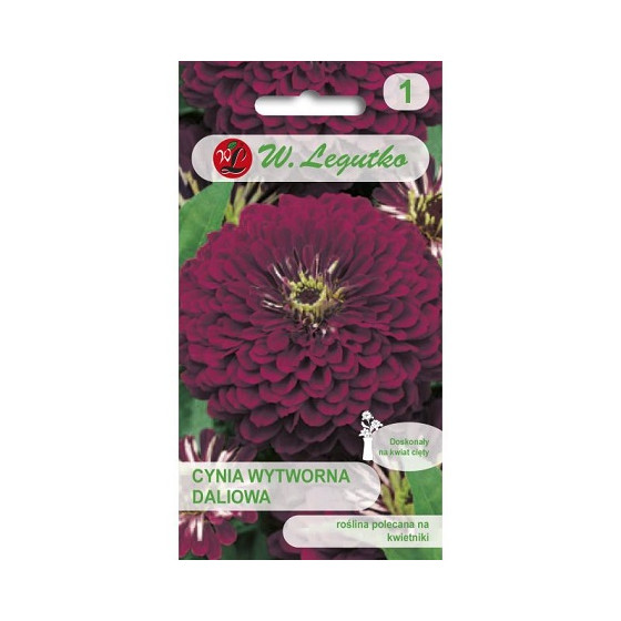 Cinnijas, Cinniju sēklas, Cinijas Violet Queen, Cīnijas, Cīniju sēklas