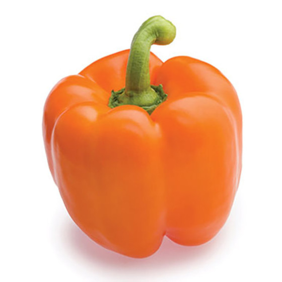 Paprika Raptor F1, Paprikas sēklas Raptor F1, Oranžā paprika, Saldā paprika
