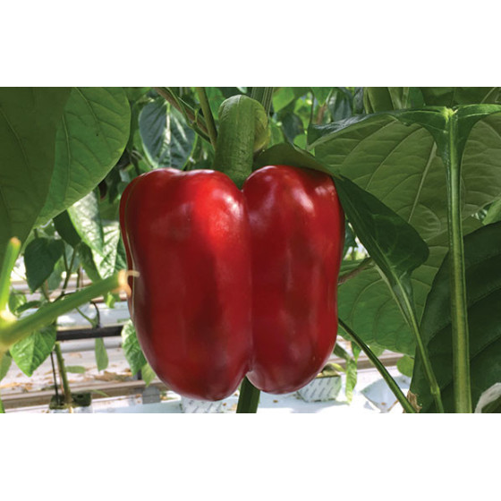 Paprika saldā Dexter F1 5s