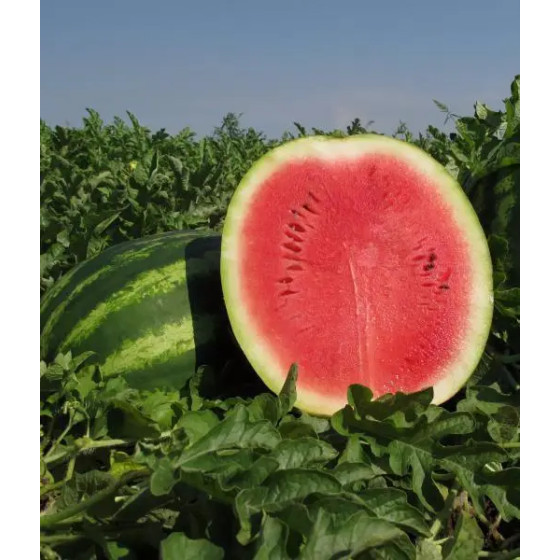 Arbūzi Crimson Ruby F1, Arbūzu sēklas Crimson Ruby F1