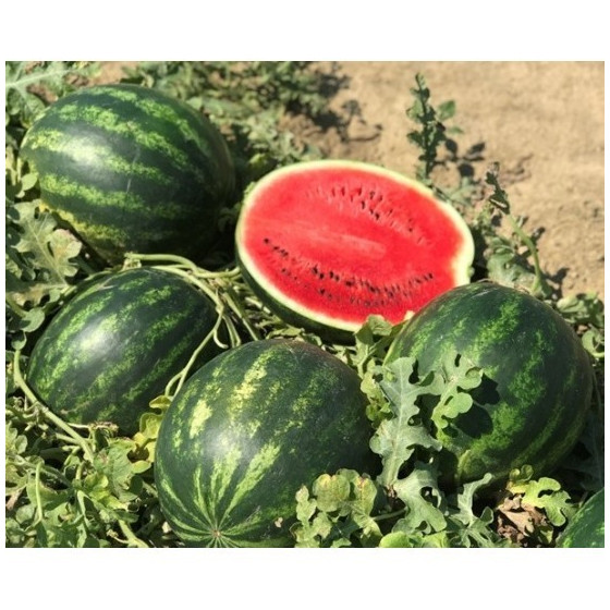 Arbūzi Splendor F1, Arūzu sēklas Splendor F1, Profesionālās arbūzu šķirnes, Arbūzu sēklas