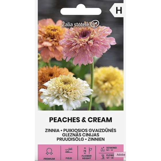 Cinnijas gleznās PEACHES & CREAM, cinnijas, cinniju sēklas PEACHES & CREAM