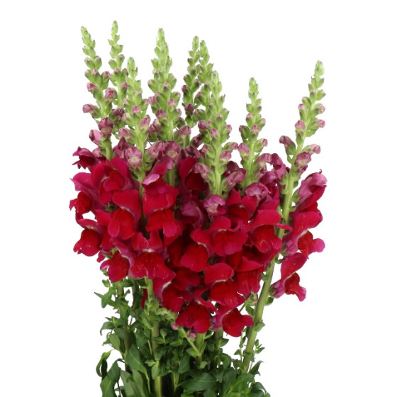 Lauvmutītes Opus™ III/IV Red, Lauvmutīšu sēklas Opus™ III/IV Red, Lielās lauvmutītes
