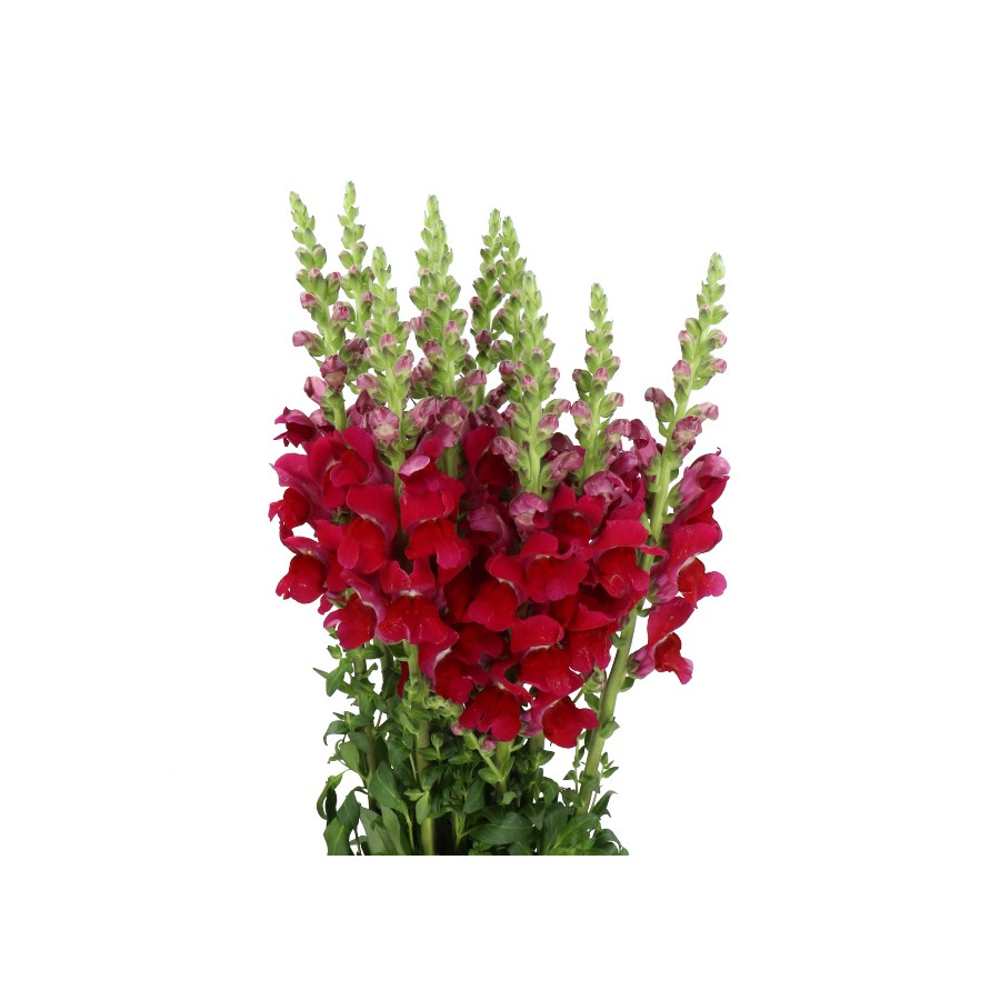 Lauvmutītes Opus™ III/IV Red, Lauvmutīšu sēklas Opus™ III/IV Red, Lielās lauvmutītes