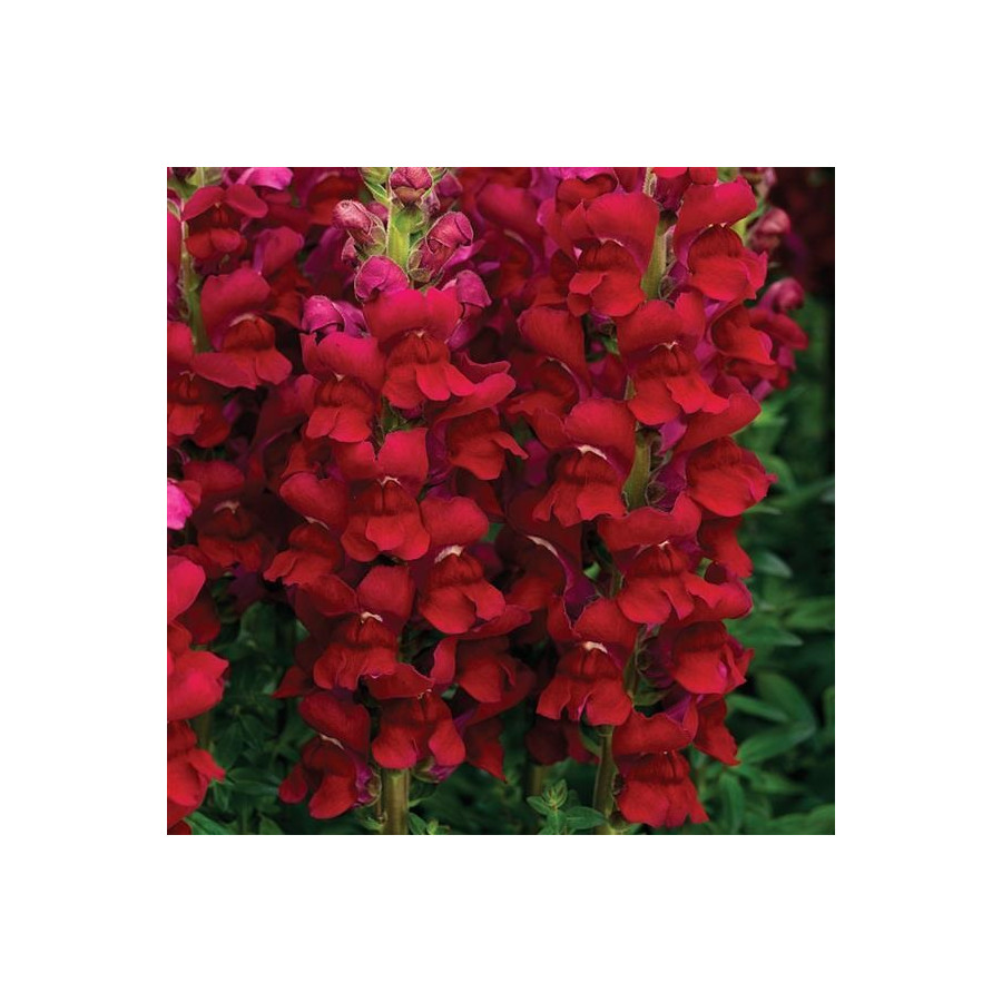 Lauvmutītes Opus™ III/IV Red, Lauvmutīšu sēklas Opus™ III/IV Red, Lielās lauvmutītes
