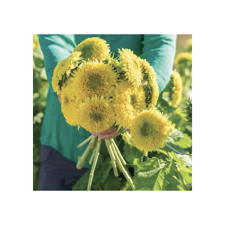 Saulespuķes Gummy Bear, Saulespuķes, Saulespuķu sēklas, Helianthus annus, Saulespuķes Gummy Bear