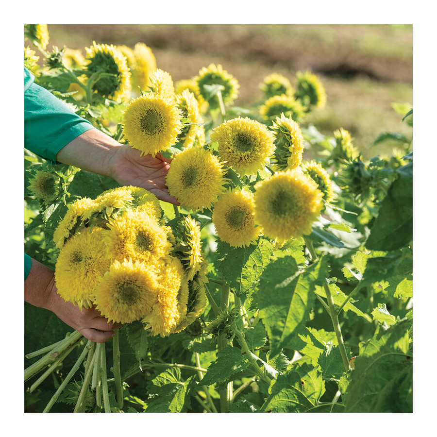 Saulespuķes Gummy Bear, Saulespuķes, Saulespuķu sēklas, Helianthus annus, Saulespuķes Gummy Bear