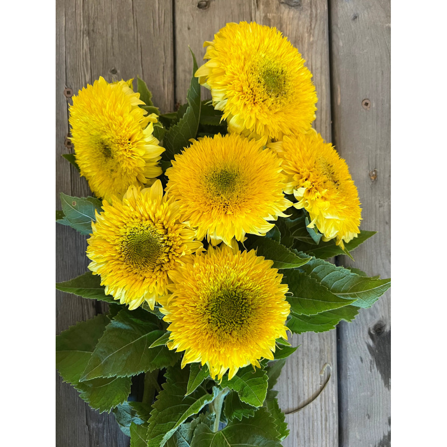 Saulespuķes Gummy Bear, Saulespuķes, Saulespuķu sēklas, Helianthus annus, Saulespuķes Gummy Bear