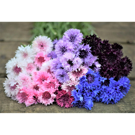 Rudzupuķes Ball Formula mix , Rudzupuķes, Rudzupuķu sēklas