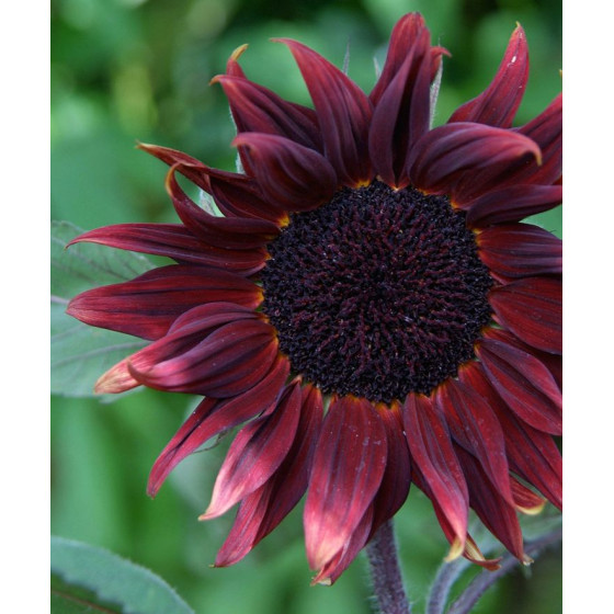 Saulespuķes Claret, Saulespuķu sēklas, Helianthus annus Claret