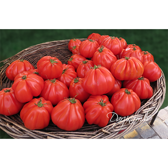 Tomātu sēklas Aurea F1, Tomāti Aurea F1, Aurea F1