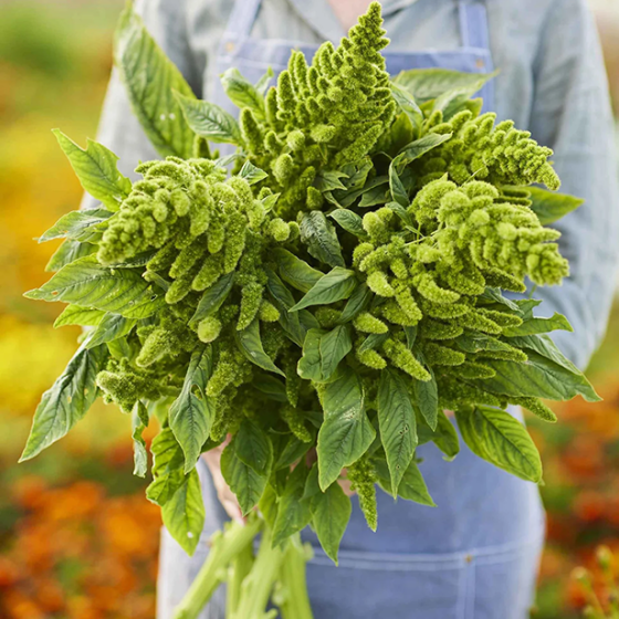 Amarants asinsarkanais Pygmy Torch, Amaranta sēklas, Amarantu sēklas, Amaranthus sanguineus nanus