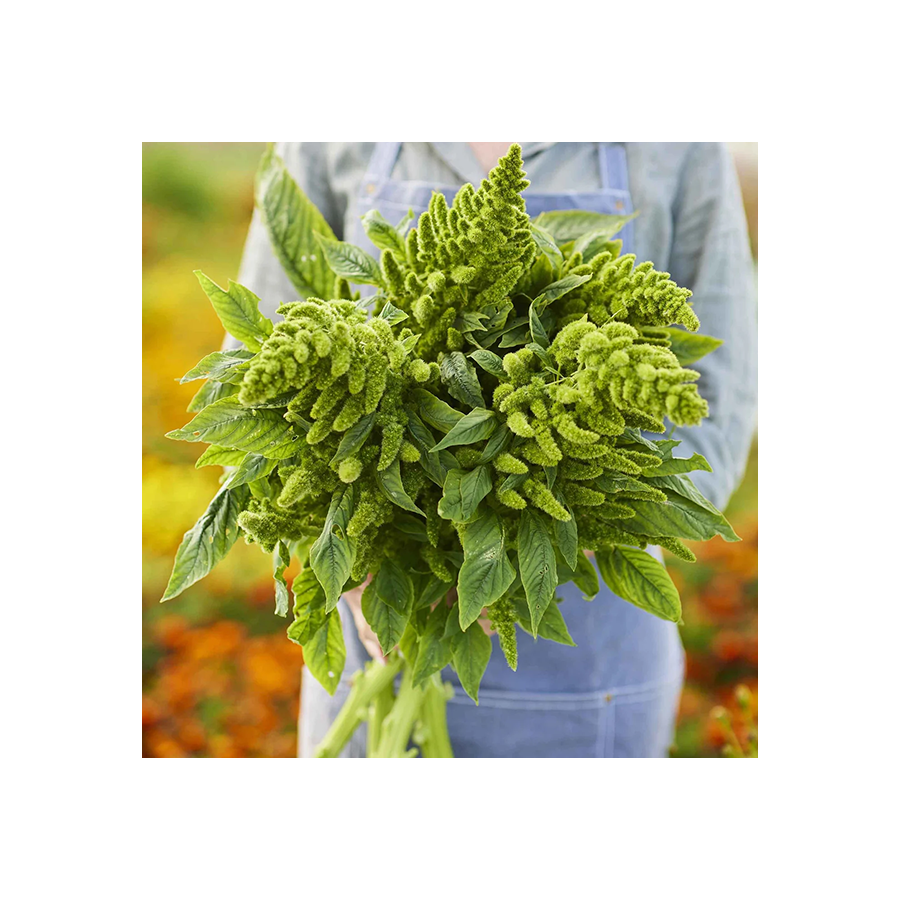 Amarants asinsarkanais Pygmy Torch, Amaranta sēklas, Amarantu sēklas, Amaranthus sanguineus nanus