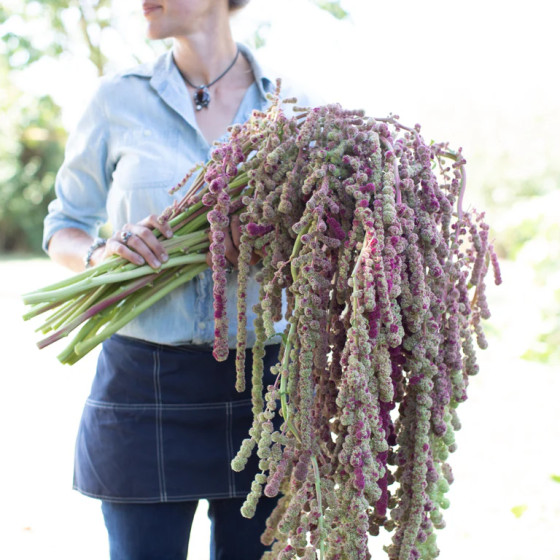 Amaranthus caudatus, Amaranta sēklas, Astainais amarants, Amaranti