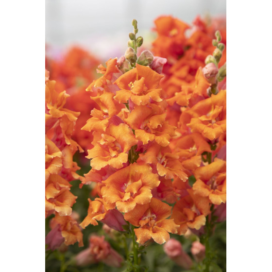 Lauvmutītes zemās Sweet Duet Peach (25 sēklas)