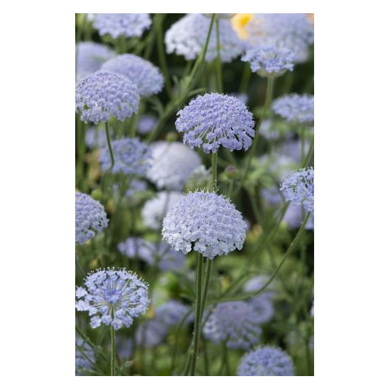 Didisks zilganais Lace Blue 0,3g, Didiscus caeruleus Lace Blue, Trachymene coerulea