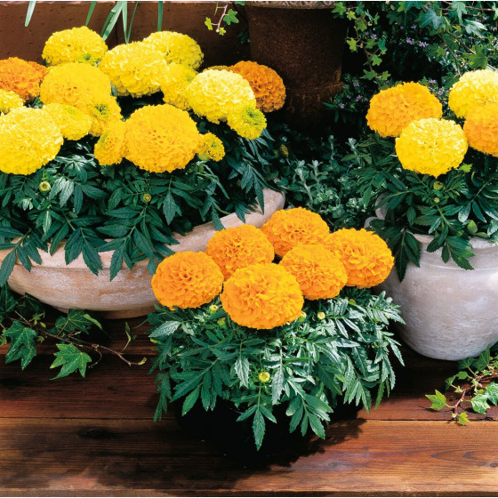 Samtenes Antigua Mix, Samteņu sēklas Antigua, Tagetes erecta ANTIGUA