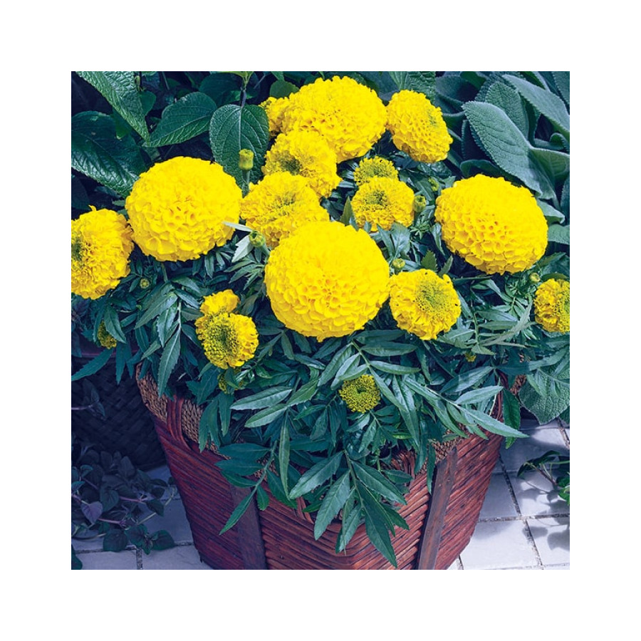 Samtenes lielās ANTIGUA GOLD , Samteņu sēklas, Tagetes erecta ANTIGUA