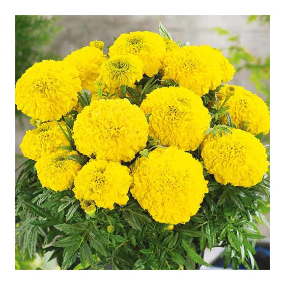 Samtenes lielās ANTIGUA GOLD , Samteņu sēklas, Tagetes erecta ANTIGUA