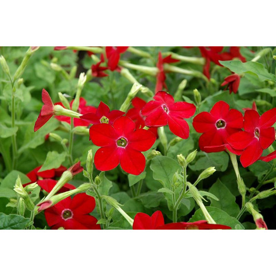 Puķu tabaka, Puķu tabakas sēklas, Puķu sēklas, Sēklas, Puķutabaka zemā Saratoga Lime, Spārnotā puķu tabaka, Nicotiana alata Sara