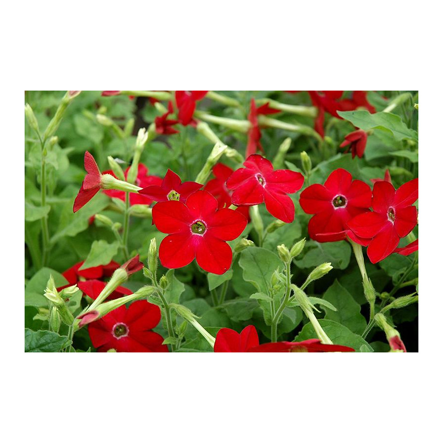 Puķu tabaka, Puķu tabakas sēklas, Puķu sēklas, Sēklas, Puķutabaka zemā Saratoga Lime, Spārnotā puķu tabaka, Nicotiana alata Sara