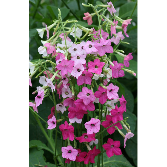 Puķu tabaka, Puķu tabakas sēklas, Puķu sēklas, Sēklas, Puķutabaka zemā Saratoga Lime, Spārnotā puķu tabaka, Nicotiana alata Sara