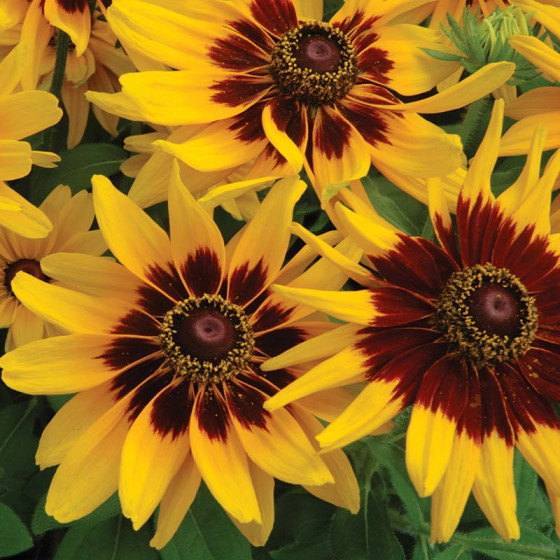 Rudbekija pūkainā Sahara, Rudbeckia hirta, Pūkainās rudbekijas, Rudbekiju sēklas