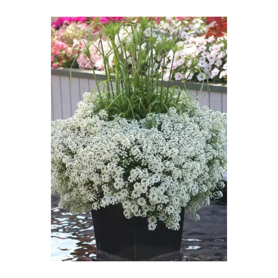 Lobulārijas, alises, alisītes, jurmalas lobulārijas, lobularia maritima