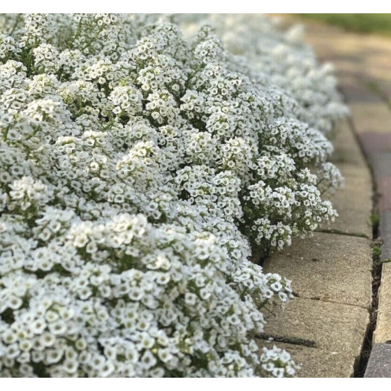 Lobulārijas, alises, alisītes, jurmalas lobulārijas, lobularia maritima