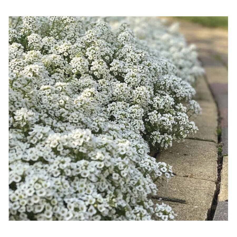 Lobulārijas, alises, alisītes, jurmalas lobulārijas, lobularia maritima