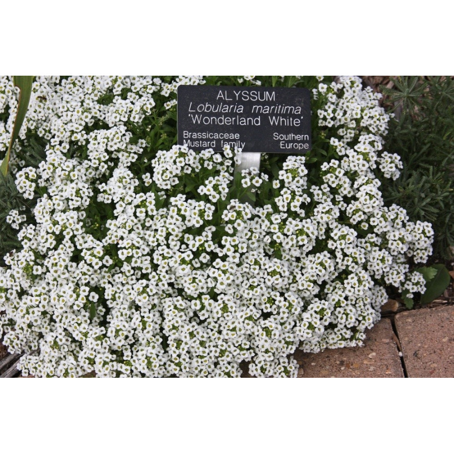 Lobulārija jūrmalas Wonderland White, Lobulāriju sēklas Wonderland White
