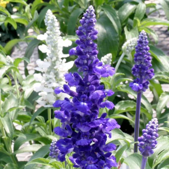 Salvija miltainā, miltainā salvija, salvia farinacea