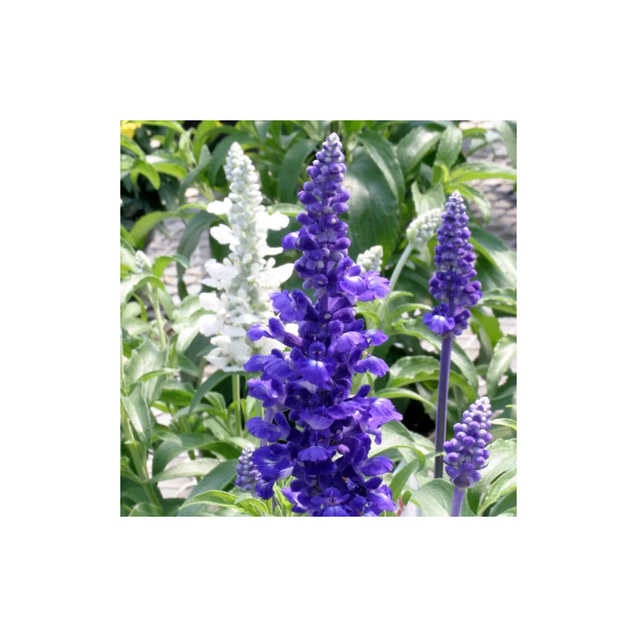 Salvija miltainā, miltainā salvija, salvia farinacea