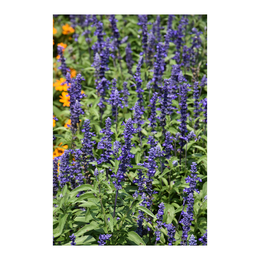 Salvija miltainā, miltainā salvija, salvia farinacea